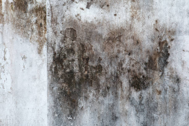 Best Basement Mold Removal  in Royersford, PA