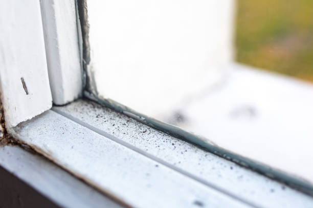Best Industrial Mold Remediation  in Royersford, PA