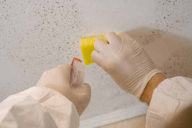  Royersford, PA Mold Removal Pros