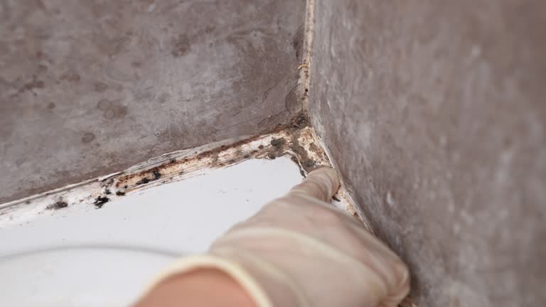 Biohazard Mold Removal in Royersford, PA